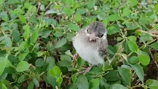 Bird at Burj