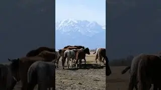 На это можно смотреть вечно: лошади в горах #ВосточныйСаян #shortsvideo #shorts