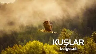 Kuşlar - Hayvanlar Alemi - Belgesel #belgesel