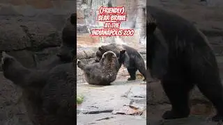 Playful Sibling Bear Brawl at the @IndianapolisZoo #bearfight #zootours #indyzoo