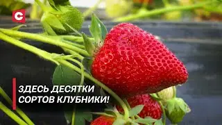 Первая клубника в апреле! Почему молодые люди всё чаще выбирают работу на земле?