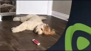 This dog has pretty much given up on the quarantine life