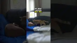 This Cat Cuddled in with his Dog Friend🥺