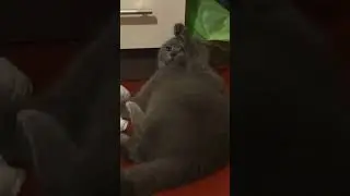 🙄Коты что-то знают🙄