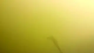 Поиск раков в водоёме