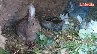 Куён Бокиш Безнеси Уй Шароитида