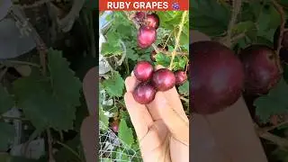 Ruby Grapes At Balcony | Amazing Ruby Grapes 🍇 #shorts #youtubeshorts #fruit