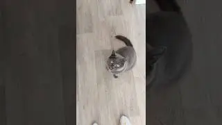 Сделал омлет для кота🥹