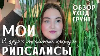 ОБЗОР моих РИПСАЛИСОВ | уход | ГРУНТ | КОЛЛЕКЦИЯ лесных кактусов | ЭПИФИЛЛУМЫ | УКОРЕНЕНИЕ