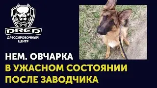 Как выбрать хорошую собаку | Пример плохого обращения заводчиков с собакой | Выбор / покупка собаки