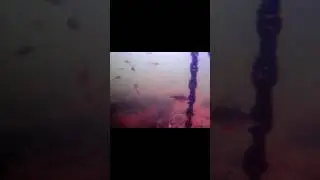 БОЛЬШАЯ СТАЯ ОКУНЯ😯 