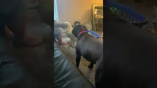 Hercules playing with lamb chop