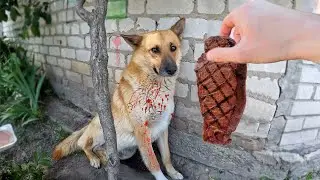 СКАНДАЛ! Кормим Бездомных Собак пострадавших от ВОЙНЫ!