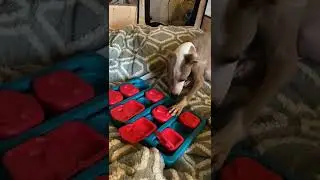 Dobby playing with dog puzzle