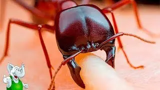 САМЫЕ СТРАННЫЕ И НЕОБЫЧНЫЕ МУРАВЬИ В МИРЕ / ТОП 10