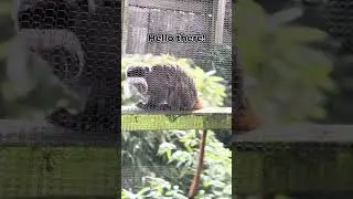 Say hello to our little friends... #zoo #animals #conservation  #draytonmanor #themepark #thomasland