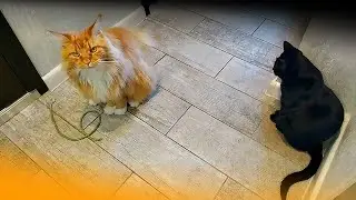 Мейн кун Степа и кот Тихон. Ви́гна? Мы такое не едим!