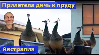 Павлины. Дикие. У меня во дворе! (видео 268)