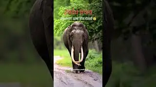 save hasdeo forest