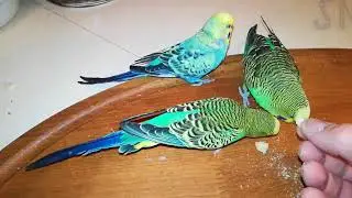 Le cocorite amano il pane.
