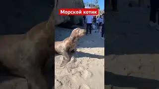 Развлечение в США/ USA Америка/ Сан Диего/ San Diego 