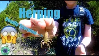 Deadly Scorpion!!!|Herping