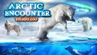 Zoo Tours: The Toledo Zoo's Arctic Encounter (2000)