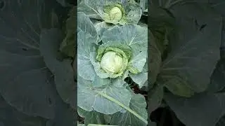 Какую птицу сейчас выращиваю. От чего пришлось отказаться. Огород.
