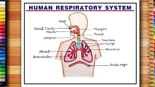 How To Draw Human Respiratory System Diagram Easily | Human Respiratory Diagram | Respiratory System