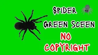 Spider green screen || green screen spider || 