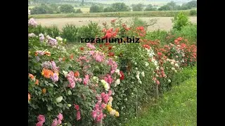Обрезка флорибунды, питомник роз полины козловой, rozarium.biz, pruning a floribunda rose