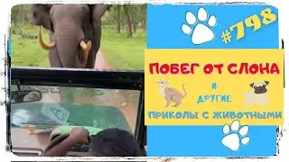 Смешные Животные 😜 Приколы про Животных 🙈 Fun with Animals 😹