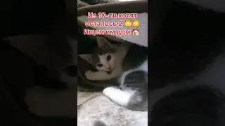Может Джусик ждёт именно Вас?