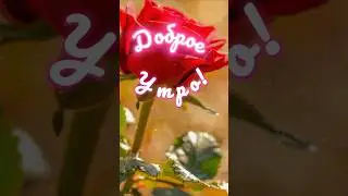 #доброеутро#позитив#пожелания#  shortvideos#shortvideo