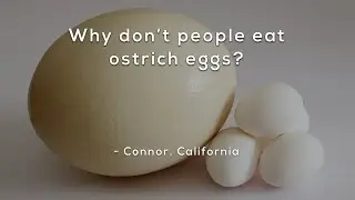Why don't people eat ostrich eggs?