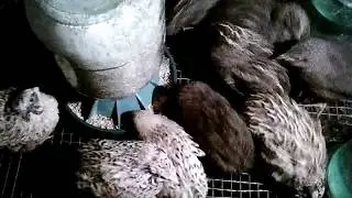 Первый вывод 2018 года.