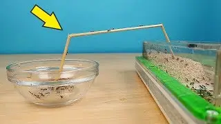 Новый эксперимент с Муравьями! Муравьи Жнецы разведчики! alex boyko