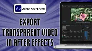 How To Export Transparent Video In After Effects (easy)