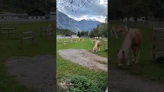 Beautiful Haflinger Horses Grazing in the Pasture! 😍 
