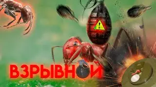 ВЗРЫВАЮЩИЙСЯ МУРАВЕЙ: COLOBOPSIS EXPLODENS — Удивительные виды муравьёв  №4