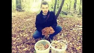 Сбор грибов! Сбор осенних, ТОЛСТОНОГИХ опят от 07.10.2017