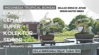 Koleksi bonsai cemara - cemara super ala jepang milik kolektor bonsai senior surabaya , Pak Liek