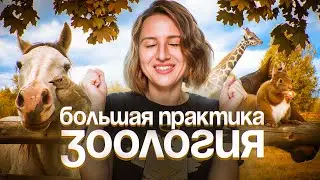 Зоология. Большая практика | ЕГЭ-2025 по биологии