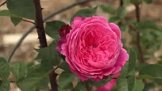 роза академия, питомник роз полины козловой rozarium.biz , rose varieties Academy