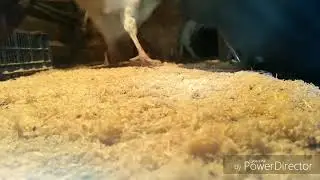 Свиньи как бизнес идея / Дела текущие.