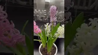 Гиацинты для выгонки в домашних условиях. Два совета 🌸🌺🌸