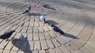 Muriam-Голуби на ладони прилетят