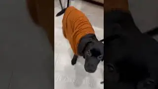 Приведение 👻 