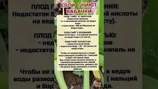 Если Гниют Кабачки #огород #кабачки #полезныесоветы #огородныедела #садогород #shortvideo #реки