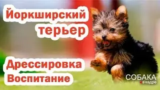 Йоркширский терьер. Воспитание и дрессировка.